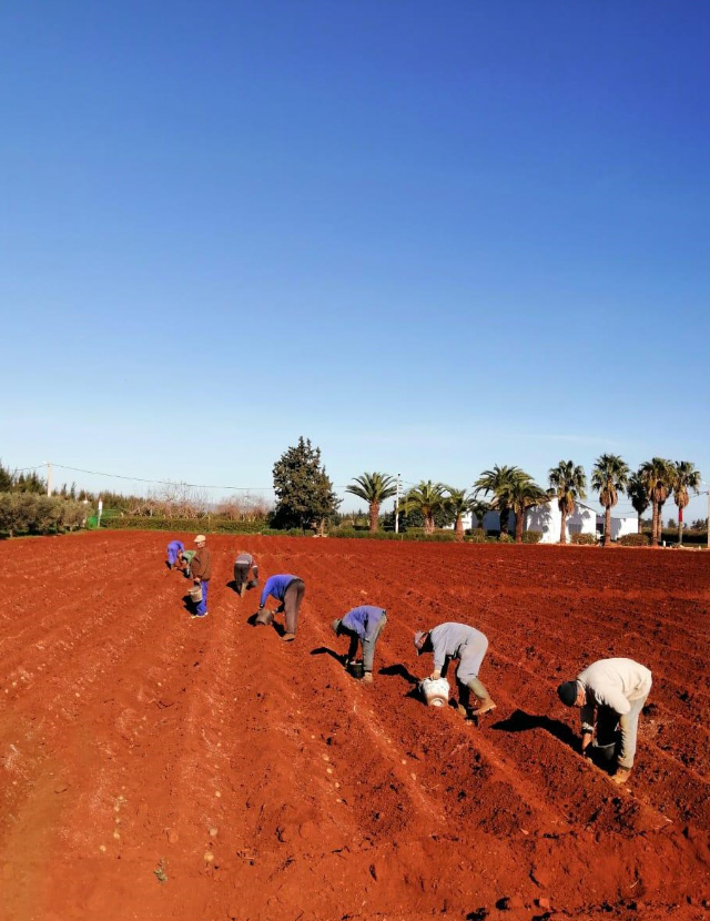 Essais variétés pommes de terre GOPEX au Maroc_2021