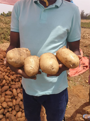 Recolte de la pomme de terre naima au mali