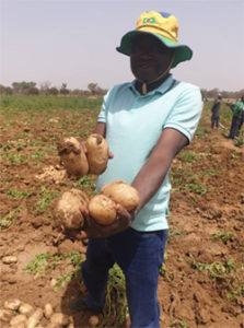 Recolte de pomme de terre naima au mali_2021_2