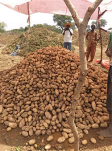 Recolte de pomme de terre naima au mali_2021_3