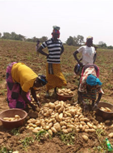 Recolte de pomme de terre naima au mali_2021_4