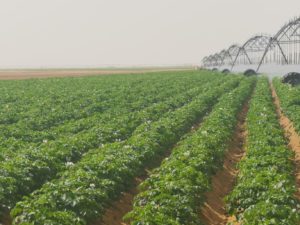 Champ d'essais Gopex en Jordanie