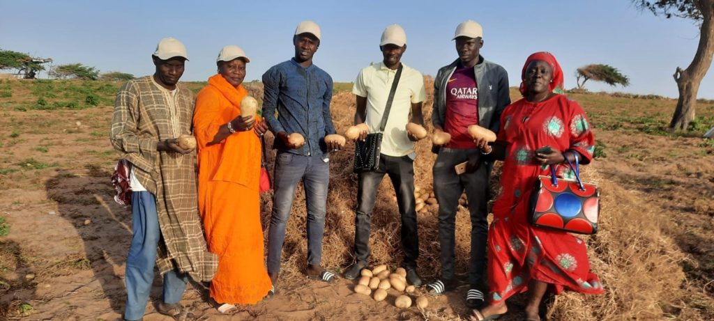 Pomme de terre NAIMA au Senegal_mars 2021
