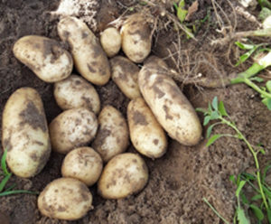 Pomme de terre Naïma au Sénégal