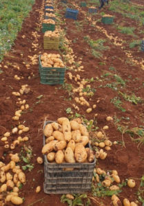 pommes de terre naïma en Algérie