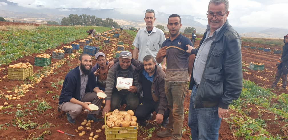 Récolte de pommes de terre NAIMA en ALGERIE