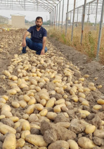 Pomme de terre Safrane_ Koweit_de Mr. Waleed Al Umari farm